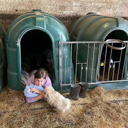 Schlafen Neben Den Kleinen Kaelbchen Im Kaelberiglu Bingum Exteriör bild