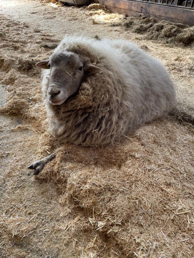 Schlafen Neben Den Kleinen Kaelbchen Im Kaelberiglu Bingum Exteriör bild