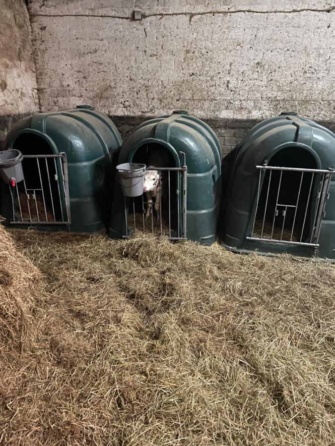 Schlafen Neben Den Kleinen Kaelbchen Im Kaelberiglu Bingum Exteriör bild